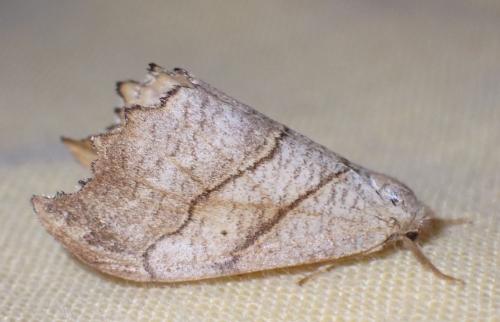 Falcaria lacertinaria